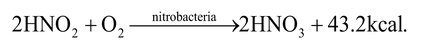 Animal Nutrition